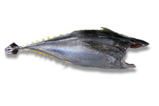 Tonijn Head and Gill/ Gutted
